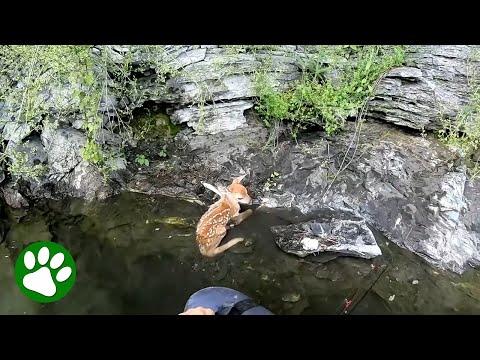 Kind Fisherman Finds Baby Deer #Video
