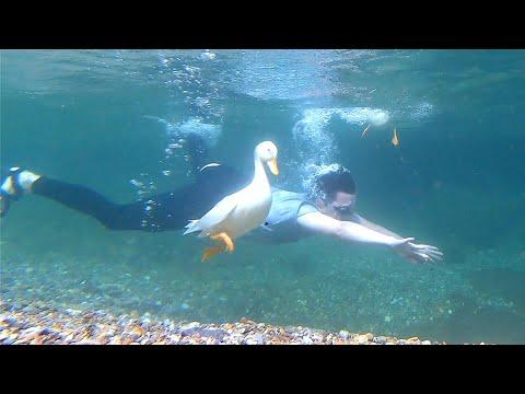 Diving with my pet duck #Video