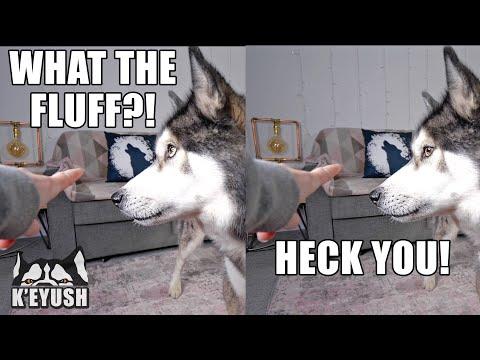 Annoying My Husky by Pointing At NOTHING! Video.
