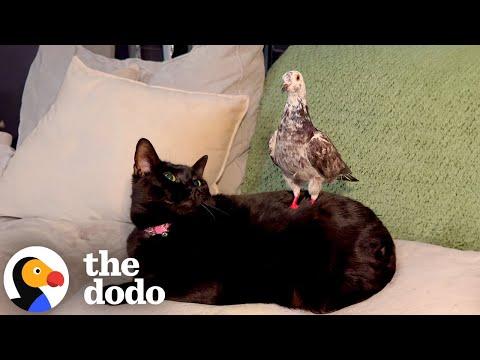 Rescue Pigeon Loves To Massage Her Cat Sisters #Video