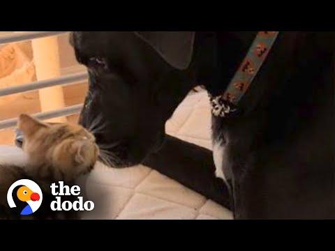 150-Pound Great Dane Falls In Love With Tiny Kitten #Video