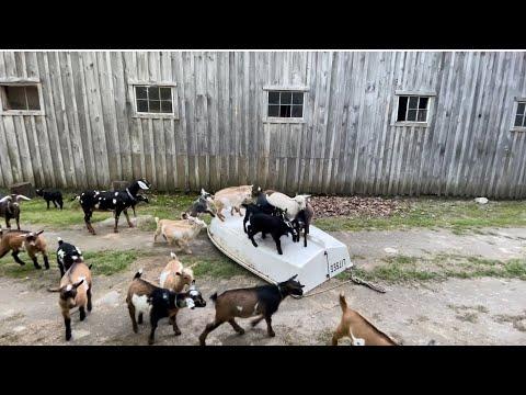 Tap dancing goats on a boat! Sunflower Farm Creamery #Video