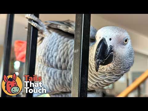 Everyone Was Afraid Of This Parrot - Until He Started Cracking Jokes #Video
