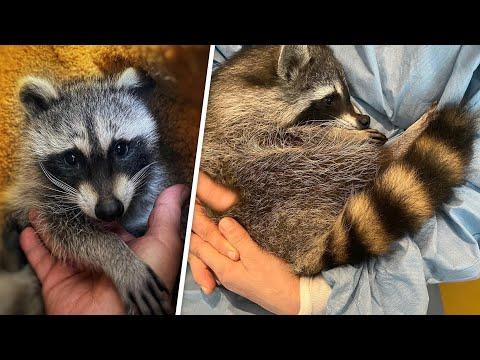 Baby raccoon faced grim future. So naturally, a vet did this. #Video