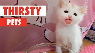 Thirsty AF Pets | Pets Drinking Water Compilation