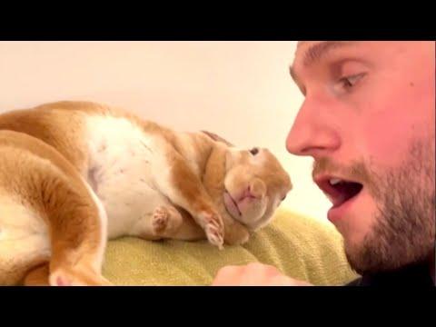 Guy didn't want this bunny. Now he's obsessed. #Video