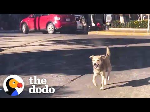 Stray Dog Chases A Van And Finds His Way Home #Video
