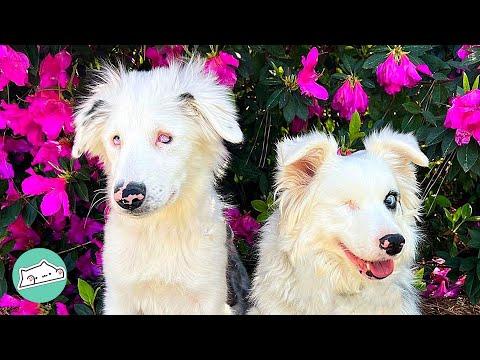 Blind Dog Gets New Sibling but She Drives Him Crazy #Video