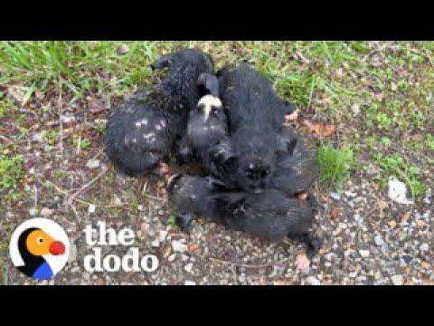 Woman Saves Six Dumped Shivering Puppies #Video