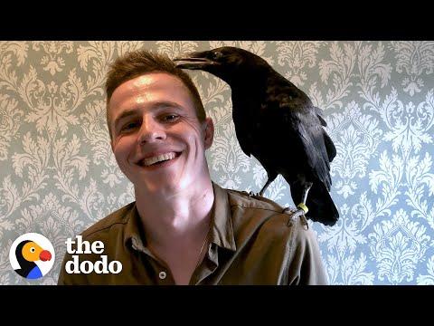 Raven Flies Back To His Dad Every Single Day #Video