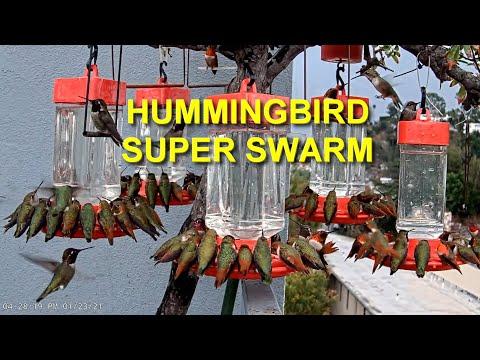 Biggest Hummingbird Swarm You Have Ever Seen! #Video