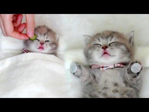 Baby Cat Having a Relaxing Spa Session #Video