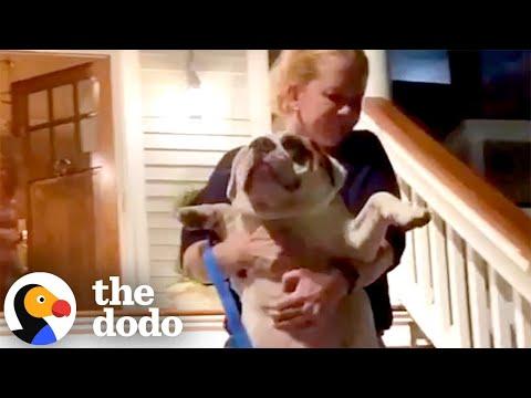 Dog Lived Like King Until Mom Brought Home A New Puppy #video