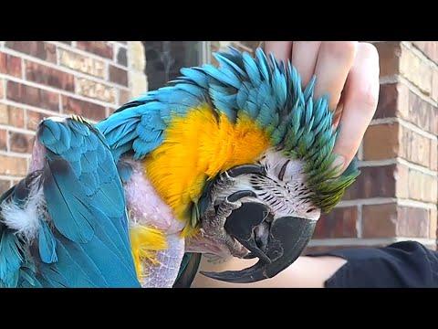 Rescue bird's heartwarming response when touched #video