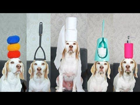 Dog Balances 100 Household Items on Head: Funny Dog Maymo Tricks