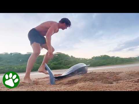 Man Races To Save Stranded Dolphin #Video