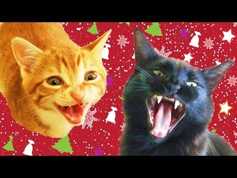 Cole And Marmalade - Cats And Kittens Sing Christmas Song