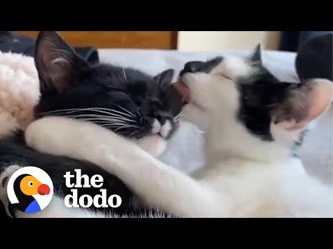 Tiny Kittens Have Been Inseparable Since They Were Born #Video