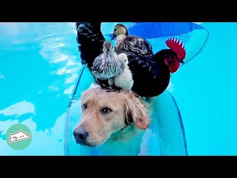 Dog Friends with Ducks? Watch Junie's Story #Video