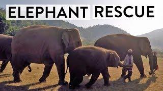 How This Business is Saving Elephant Lives | Doing Good Business