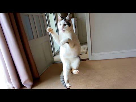 Most Dramatic CATS on Earth #Video