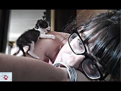 Raising Two Baby Kittens That I Found Abandoned On The Street. #Video