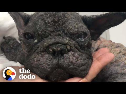Scared, Hairless Dog Is So Happy Now #Video