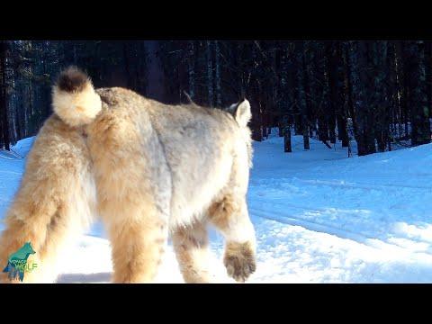 Lynx hunting a grouse in Minnesota #Video