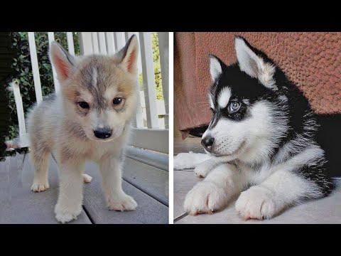 Funny And SOO Cute Husky Puppies Video Compilation #20 - Cutest Husky Puppy