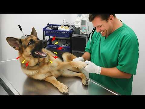 Hilarious Dogs Who Totally Lose It at The Vet #Video