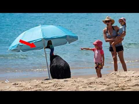 Funny Animals That Are Smarter Than They Look! #Video