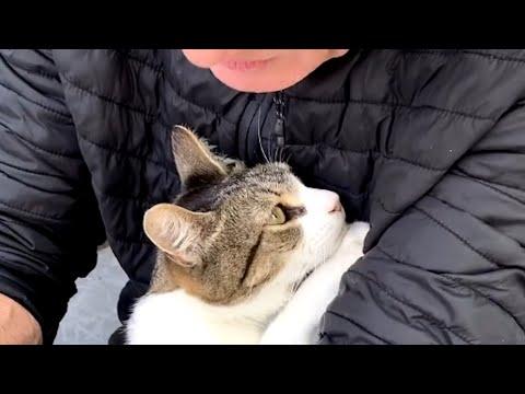 Disabled cat finds the man of his dreams #Video