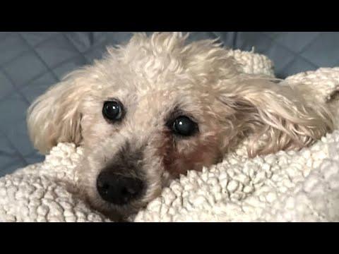 Deaf dog used for breeding is finally free #Video