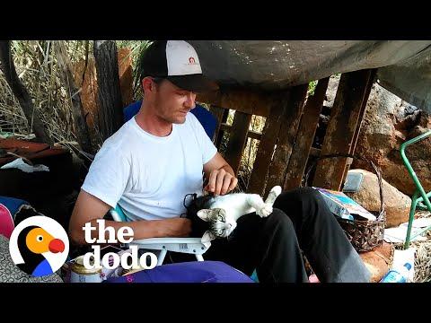 Man Wakes Up Before Sunrise to Help 100 Homeless Cats in Hawaii #Video