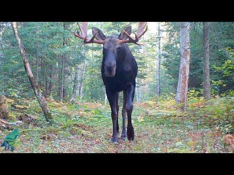 The bull moose of Voyageurs: 2023 #Video