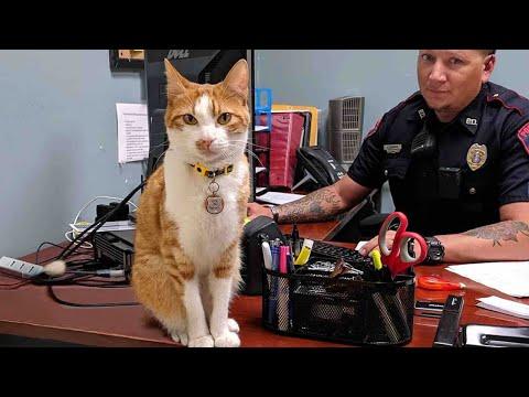 When Police Cat keeps a close eye on all the officers #Video