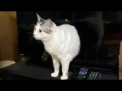 NEW Cats and Dogs Videos 2024 #Video