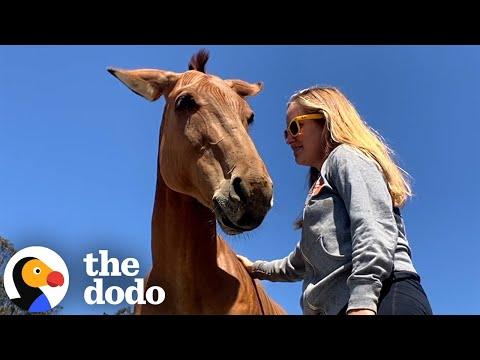 Woman Rescues A 'Zorse' From Illegal Auction #Video