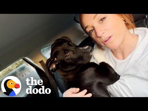 Woman Rescues 3 Puppies Just In Time #Video