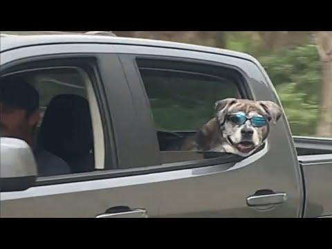 Dog living his final days like a boss #Video