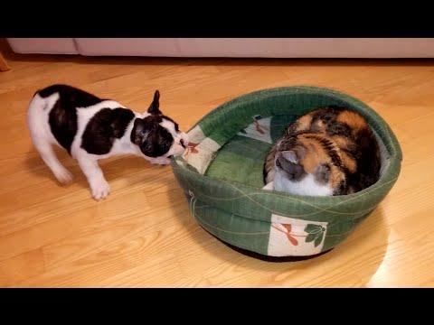 Puppy Tries To Reclaim Bed From Unimpressed Cat