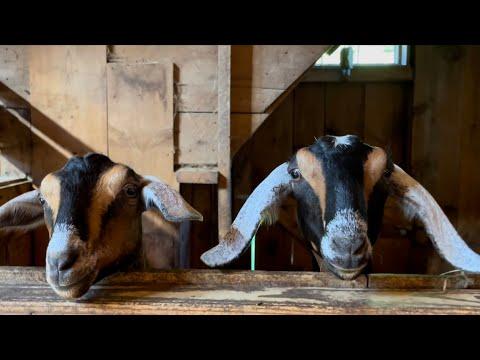Screaming goat alarm clock. Sunflower Farm Creamery #Video