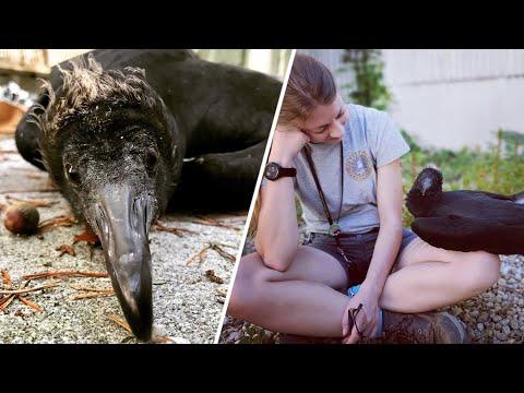 Forget what you know about vultures. Meet Bash. #Video