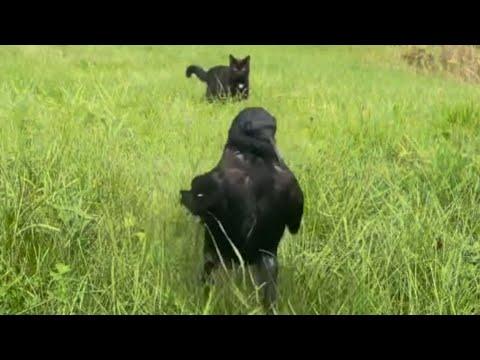 The Unlikely Friendship: A Crow, A Dog, and Their Human #Video
