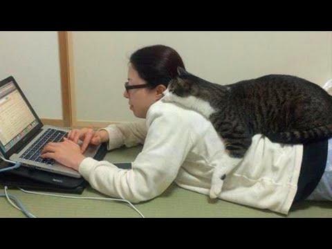 When Your Coworker Is A Cat #Video