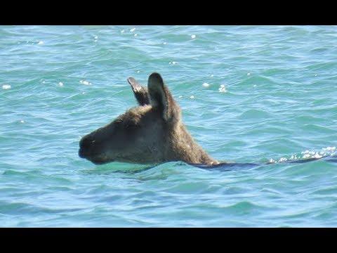 Kangaroo Found Swimming In The Ocean - Your Daily Dose Of Internet