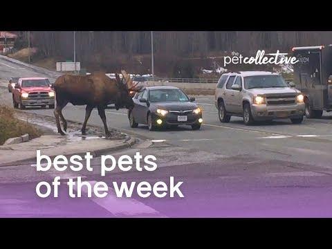 Best Pets of the Week -  MOOSE ON THE LOOSE | The Pet Collective