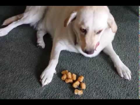 Dog Hoards Tater Tots