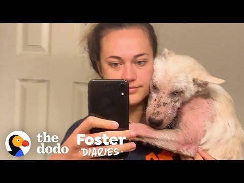 You Won't Believe How Pretty This Furless Puppy Gets Video