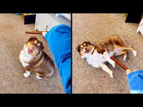 The Magic Was Too Powerful | YOUR Daily Dose of Pets #Video